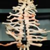 Picture of Vintage Natural Southwestern Angel Skin Coral Branch Necklace