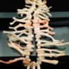 Picture of Vintage Natural Southwestern Angel Skin Coral Branch Necklace