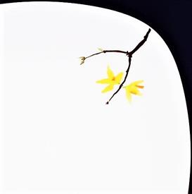 Picture for category Painted Garden, Forsythia